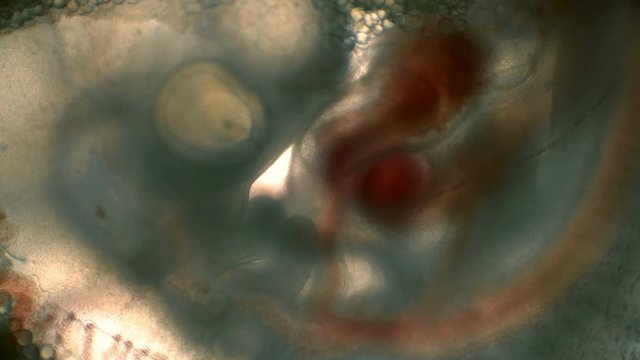 heartbeat and blood flow through the vessels in a chicken embryo in an egg