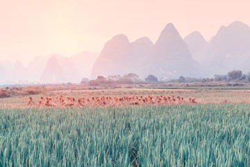 Fototapeta na wymiar landscape in Yangshuo Guilin, China