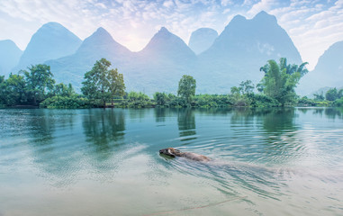 landscape in Yangshuo Guilin, China,water buffalo Swim