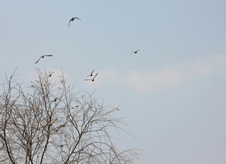 수양버들나무와  날으는 새들