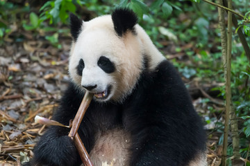 Obraz premium Giant panda eating bamboo,Wild Animals.