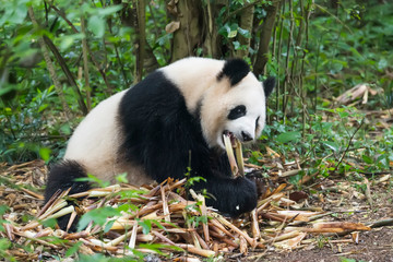 Naklejka premium Giant panda eating bamboo,Wild Animals.