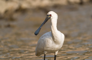 Black-faced Spoonbill in waterland