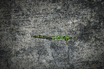 Concrete floor with small leaves