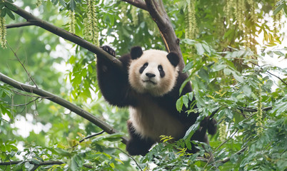 Giant panda over the tree. © xiaoliangge