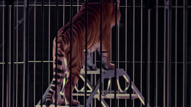 Tiger circus show