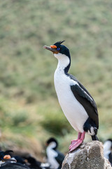 Antarctic Cormorant