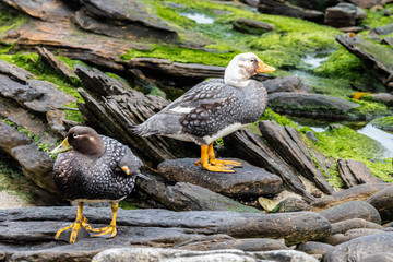 Falklands Flightless Steamer Ducks