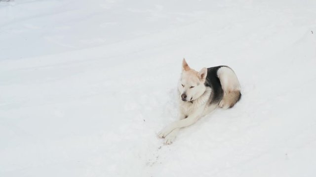 A Husky-Wolf sitting in the snow
