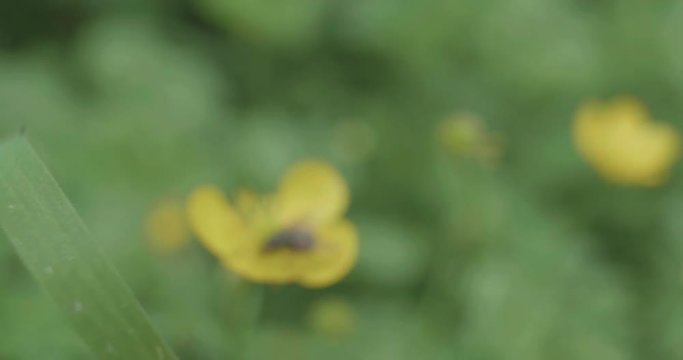 hand hold shoot small fly flying and climbing on yellow flower on summer garden 