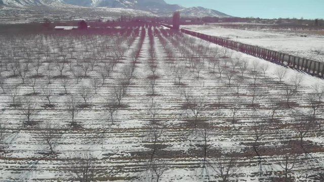 Aerial-Pulling back over leafless winter orchard with pattern of symmetrical rows and light snow on the ground