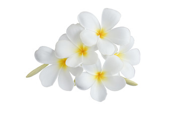 Fototapeta na wymiar beautiful white plumeria flowers isolated on White background