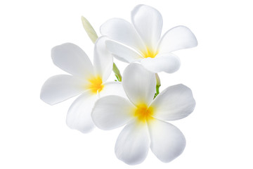 Naklejka na ściany i meble Frangipani ( plumeria ) flower isolated on white