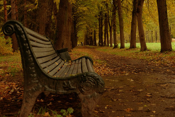 Bench in the autumn park. Autumn beauty.