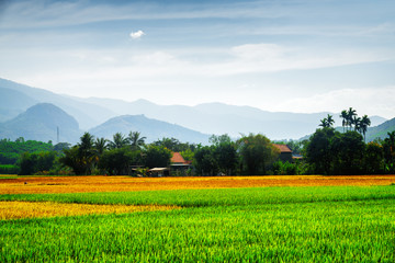 Amazing rice fields at different stages of maturity