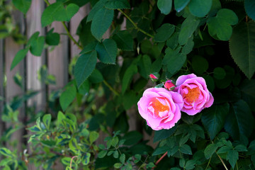 Seasonal scenery where roses are in bloom
