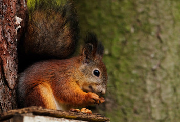 Naklejka na ściany i meble Wild red fluffy squirrel in the village eating nuts, close up