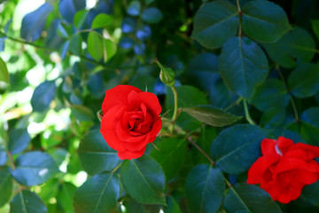 Seasonal scenery where roses are in bloom