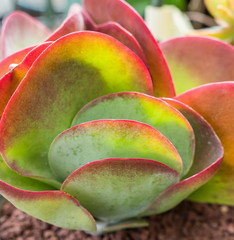 Miniature succulent plants (succulent cactus) at the garden
