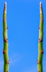 Fototapeta na wymiar hampes florales d'agave 