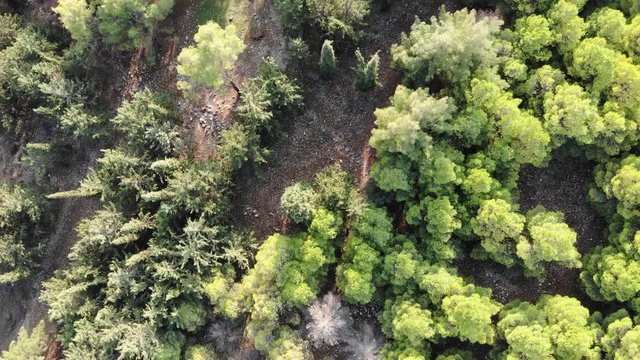 Hovering over a green forest on a clear day