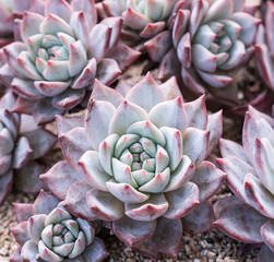 Miniature succulent plants (succulent cactus) at the garden