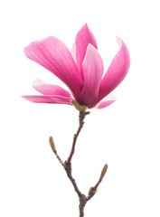 magnolia flower branch isolated on white background