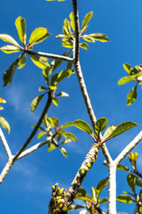 Blue bright tropical sky background. Sunny day. Bali island, Indonesia.