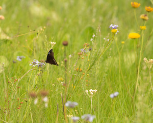 A butterfly in a meadow.