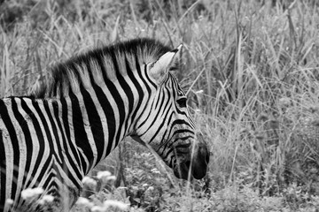 A female Burchell's zebra.