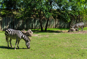 Fototapeta na wymiar Wildlife animal photo of a zebra eating grass 