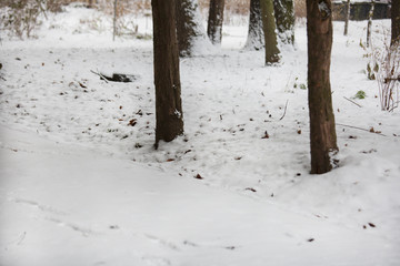 Forest snowy winter trees in cloudy winter weather. 