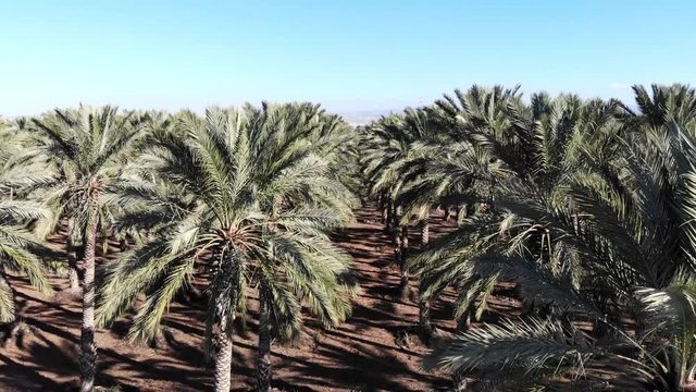 Palm Trees
Hovering over a palm trees plantation