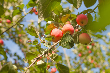 Red apples on apple tree branch