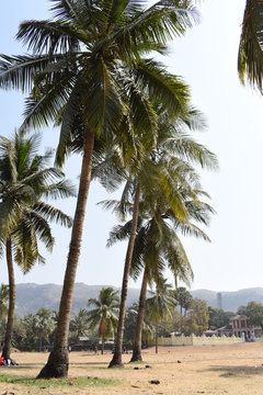 The coconut trees, lithe and graceful, crowd the beach like a minuet of slender elderly virgins adopting flippant poses.