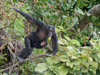 Chimpanzee (Pan troglodytes)