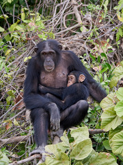 Chimpanzee (Pan troglodytes)