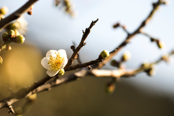 Spring blossom background. Beautiful Japanese apricot flower