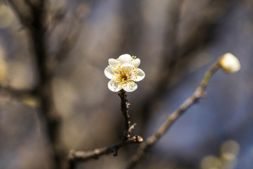 Spring blossom background. Beautiful Japanese apricot flower