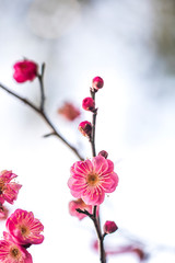 Spring blossom background. Beautiful Japanese apricot flower