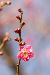 Spring blossom background. Beautiful Japanese apricot flower