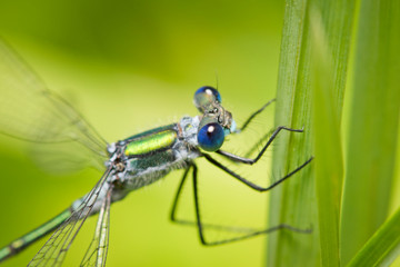 Detailed macro image of dragonfly sitting on a leaf .