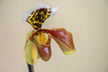 flower orhidee Paphiopedilum, Venus slipper (Paphiopedilum) close-up