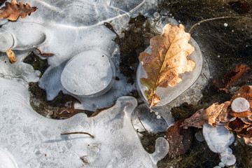 Air, ice and oak leaves 3. Down river reeds. Late autumn and the first frost