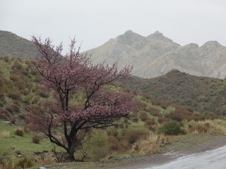 Дикий абрикос. Казахстан.