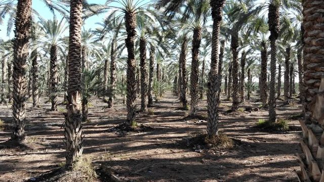 Palm Trees
Hovering over a palm trees plantation