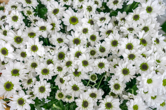 Flowers Chrysanthemum Bush Santini Madiba White (Santini Madiba White)