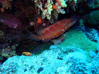 Underwater world in deep water in coral reef and plants flowers flora in blue world marine wildlife, travel nature beauty exploration in diving trip,adventures recreation dive. Fish, corals, creatures