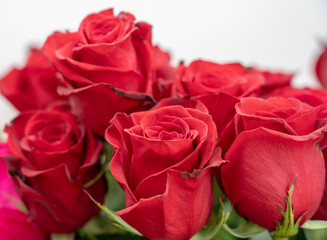 a lot of delicate flowers of a red rose closeup
