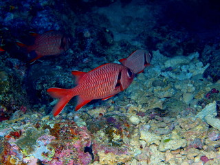 Coral fish